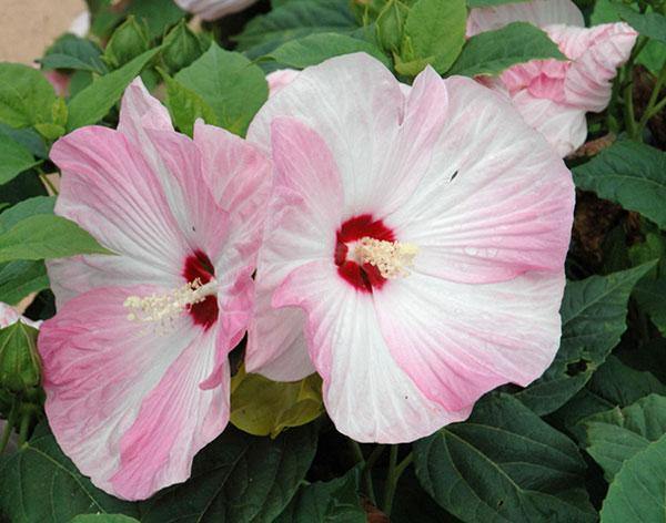 Giant Hibiscus Flower Seeds Pink White – Heirloom Non-GMO High Germination Seeds