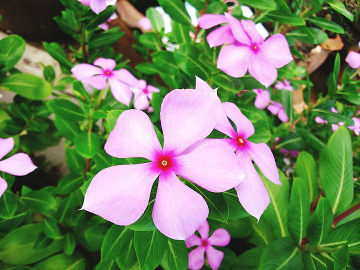Brunfelsia Flower Seeds Pink – Heirloom, Non-GMO, High Germination Organic Garden Seeds