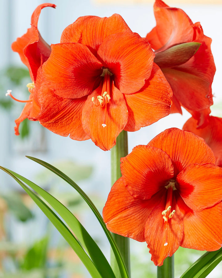 Giant Amaryllis Flower Seeds Orange – Heirloom, Non-GMO, High Germination Seeds