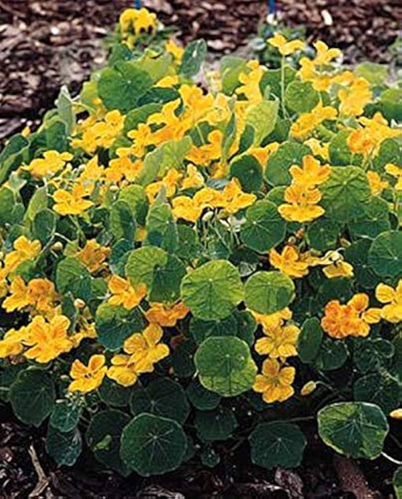 yellow hirlybird flower seeds