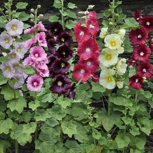 hollyhock dwarf flower seeds