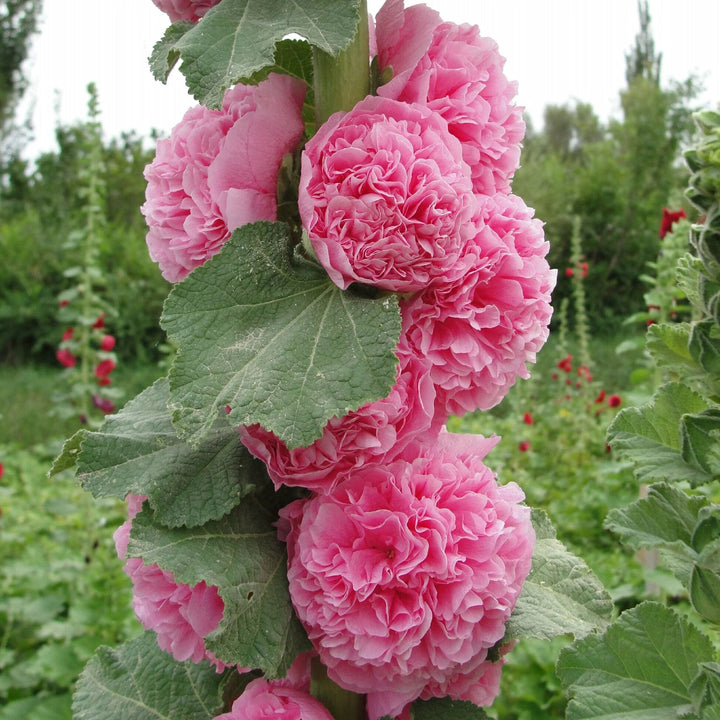 Pink Double Hollyhock Flower Seeds Heirloom Non-GMO High Germination Organic Garden Seeds for Planting