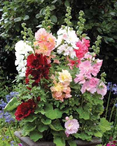 hollyhock double flower seeds