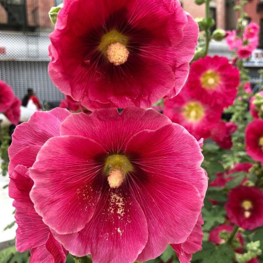 red hollyhock flower seeds