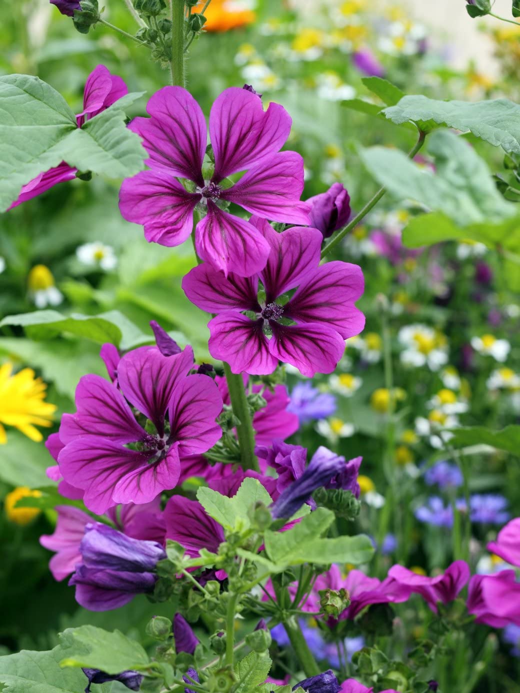 red hollyhock flower seeds
