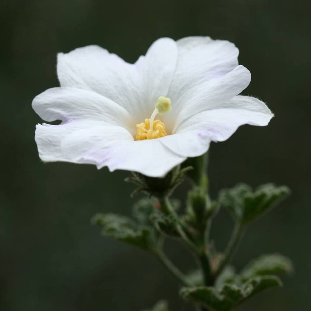 white hollyhock flower seeds