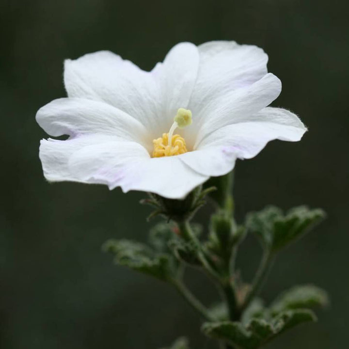 white hollyhock flower seeds