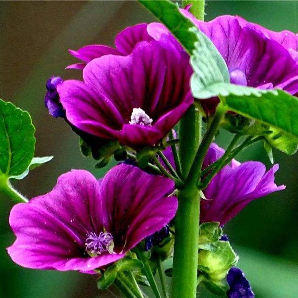 white purple flower seeds