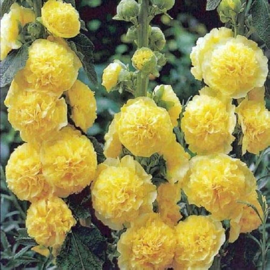yellow hollyhock flower seeds