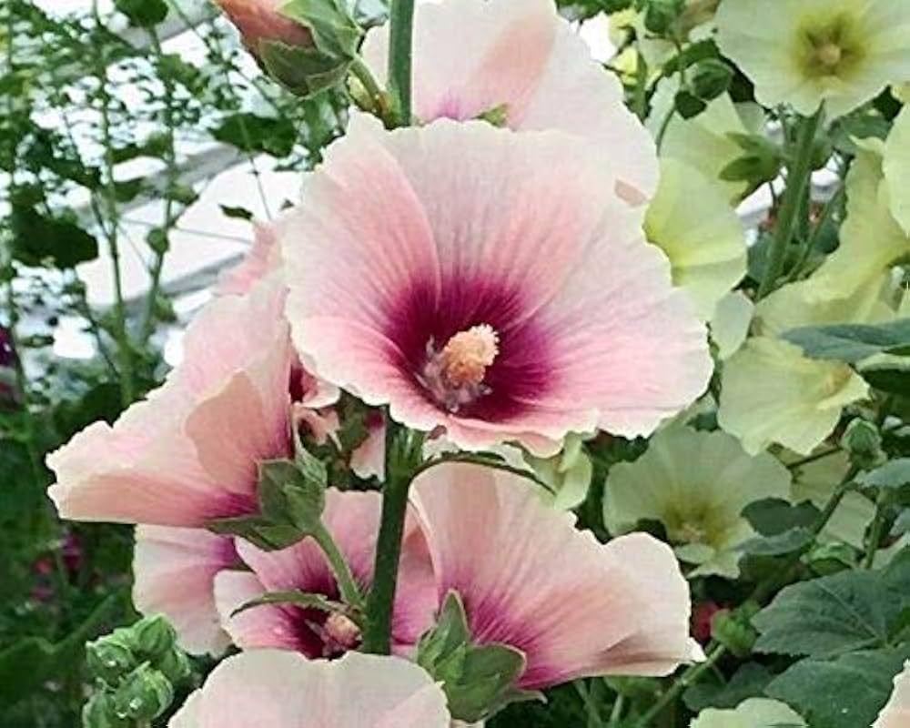 purple hollyhock flower seeds