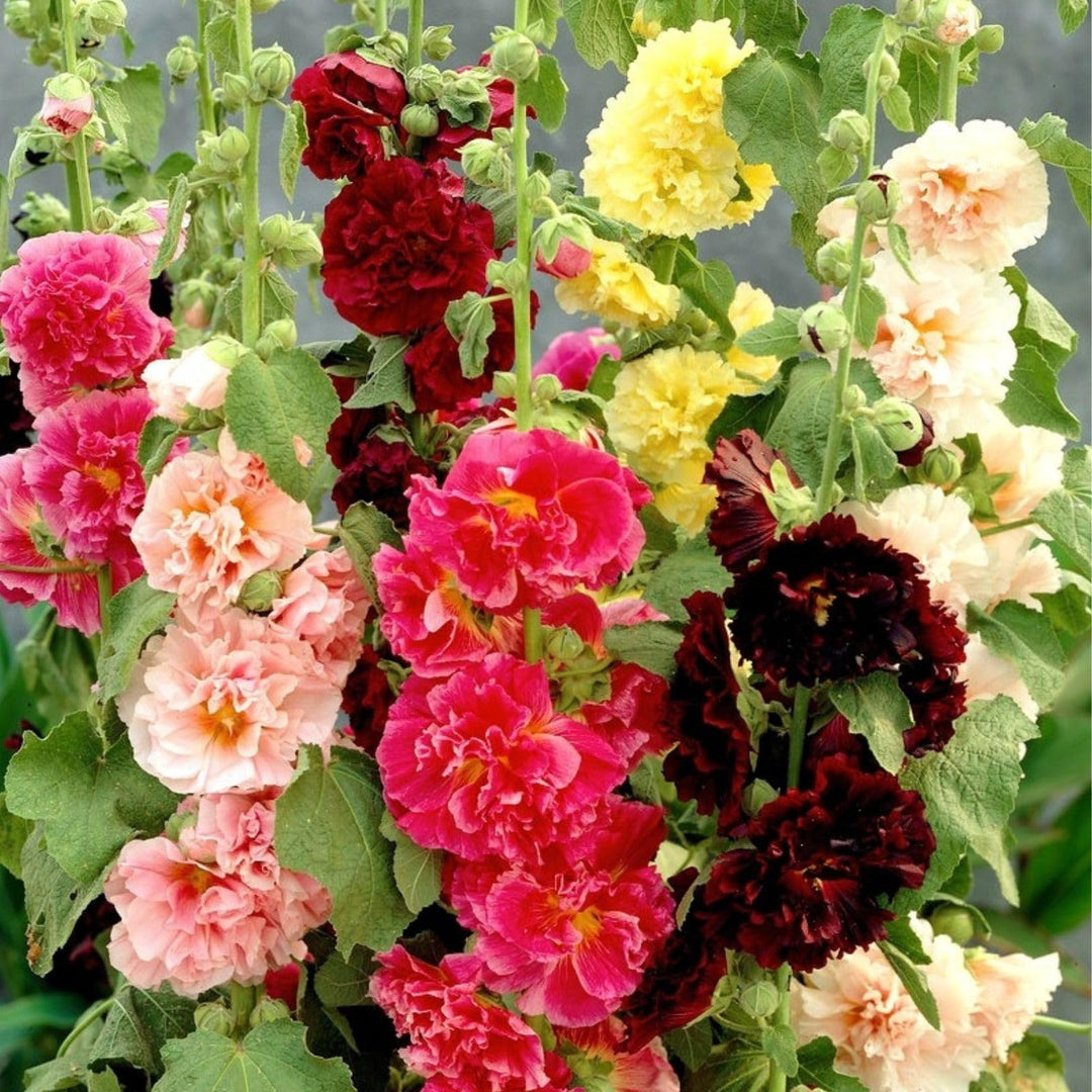 hollyhock flower flower seeds
