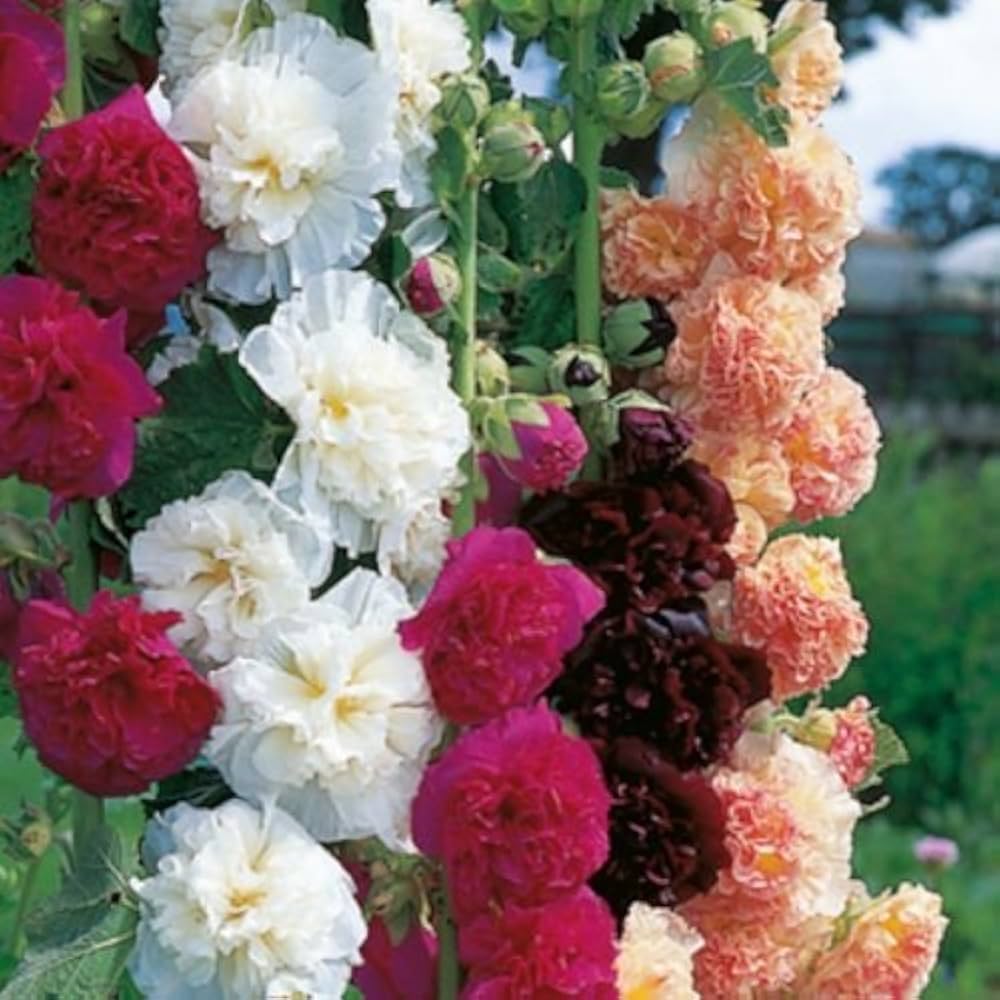 hollyhock flower flower seeds