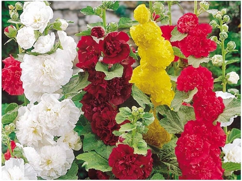 hollyhock flower flower seeds