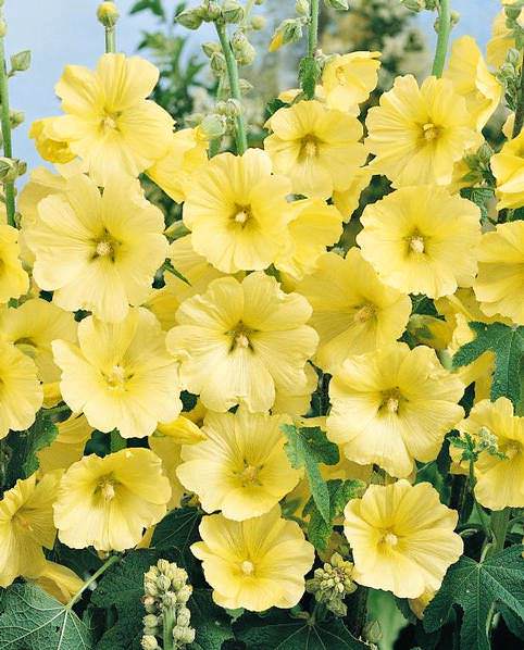 Yellow Hollyhock Flower Seeds – Heirloom, Non-GMO, High Germination Seeds