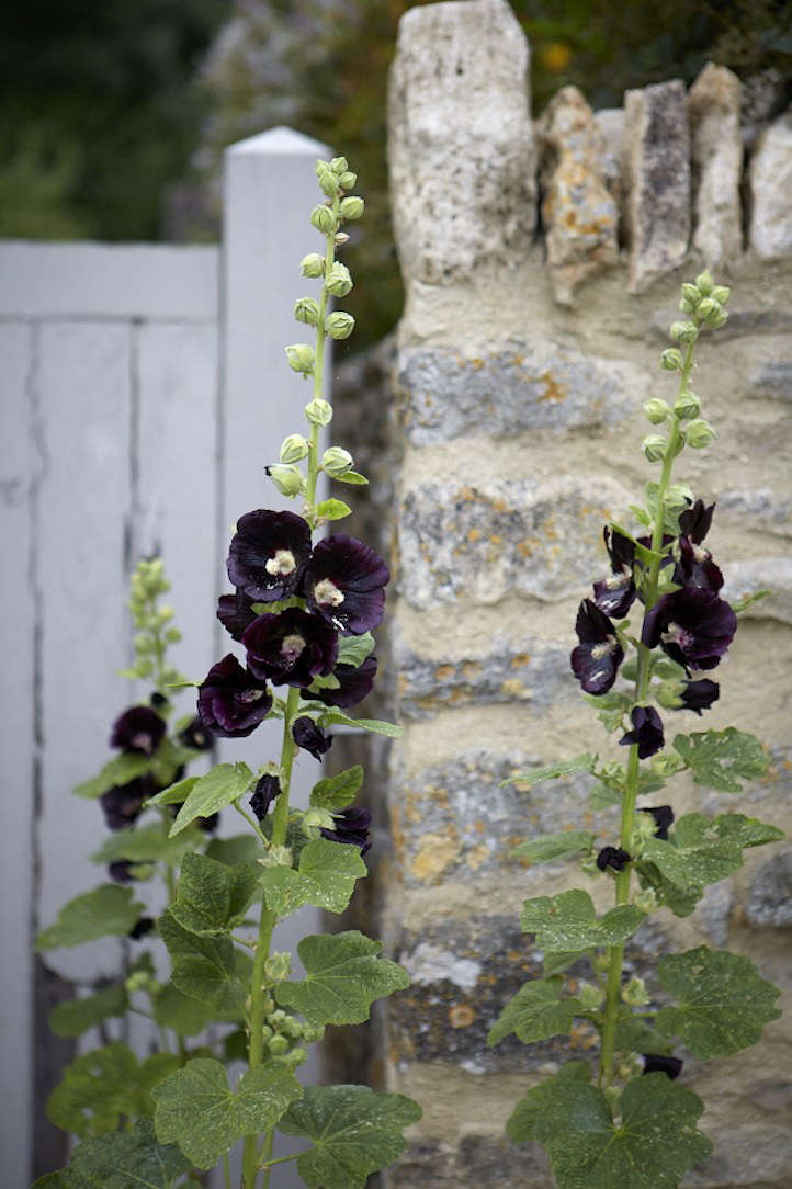 Black Hollyhock Flower Seeds for Planting – Heirloom Non-GMO Organic Garden Seeds