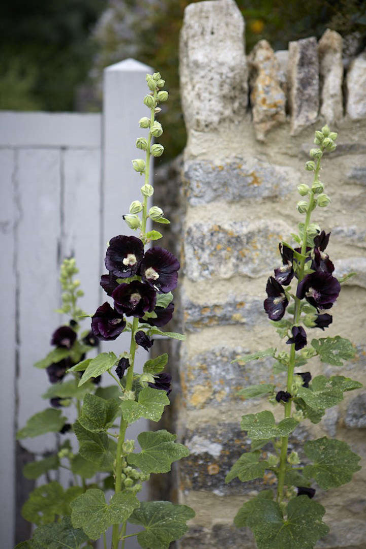Black Hollyhock Flower Seeds for Planting – Heirloom Non-GMO Organic Garden Seeds