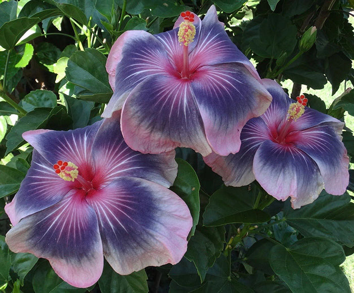 Hibiscus Flower Seeds Perennial for Planting – Heirloom Non-GMO High Germination Seeds