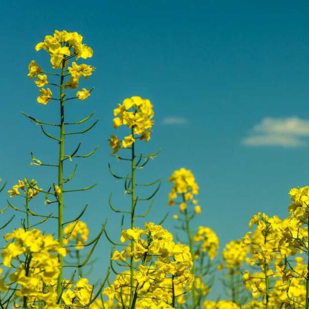 Black Mustard herb seeds
