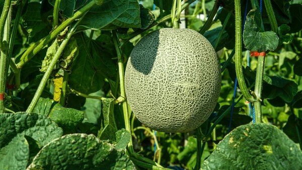 Green Cantaloupe Seeds for Planting – Heirloom Non-GMO High Germination Organic Garden Seeds