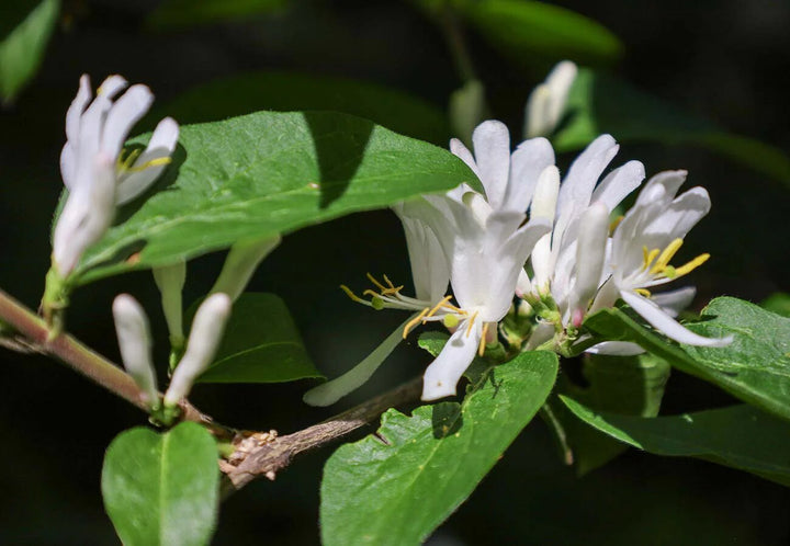 Honeysuckle Flower Seeds White – Heirloom, Non-GMO, High Germination Seeds