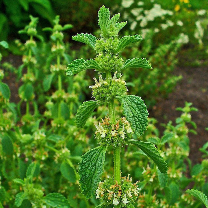 Light Green Marrubium Vulgare Herb Seeds for Planting | Heirloom Non-GMO High Germination Seeds
