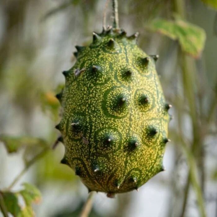 Green Kiwano Melon Seeds for Planting – Heirloom Non-GMO High Germination Organic Garden Seeds