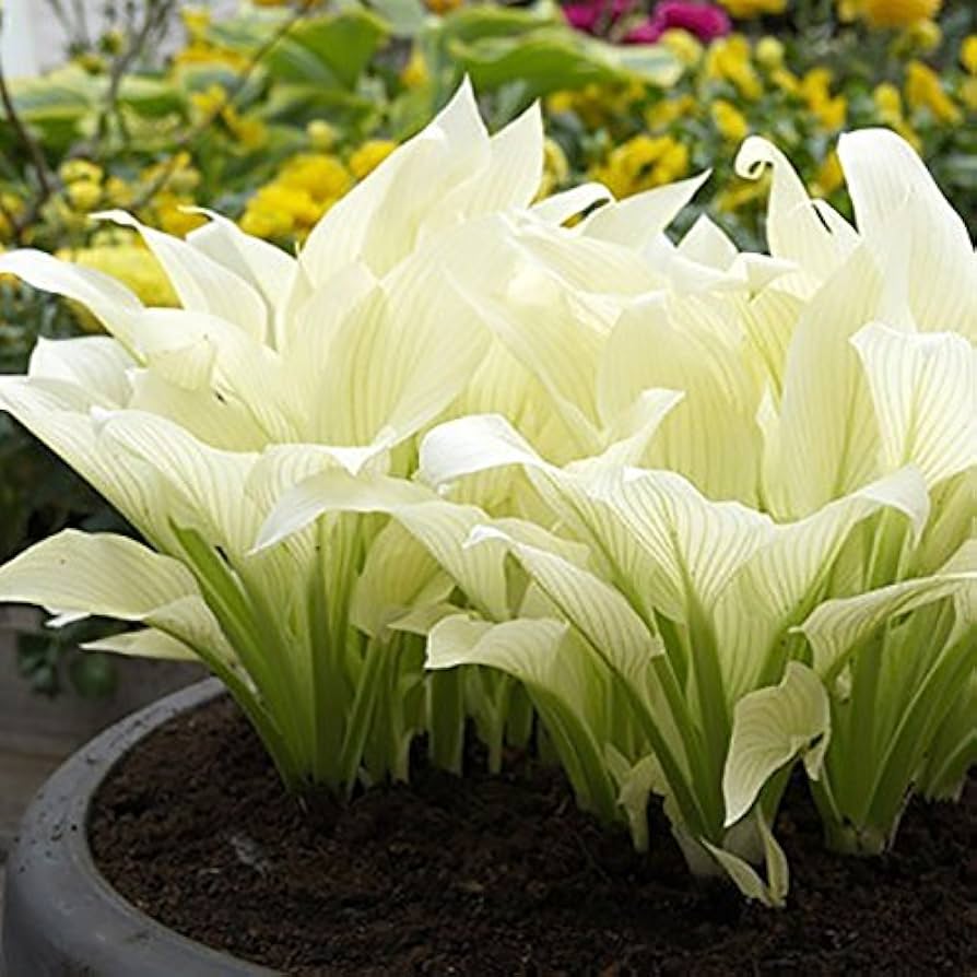 white hosta flower seeds