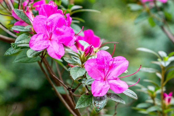 Azalea Flower Seeds Pink for Planting Heirloom Non-GMO High Germination Organic Garden Seeds