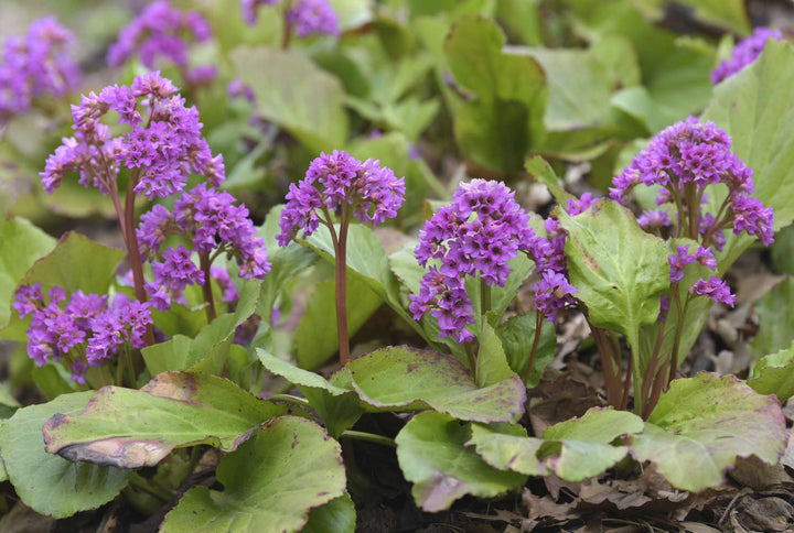 Bergenia Flower Purple Seeds for Planting – Heirloom Non-GMO High Germination Organic Seeds