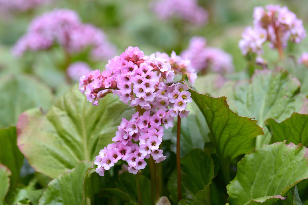 Pink Bergenia Flower Seeds for Planting – Heirloom Non-GMO High Germination Organic Seeds