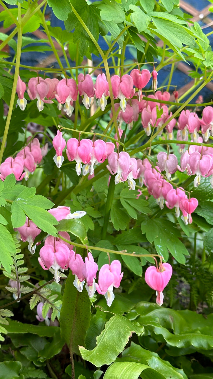 Light Pink Bleeding Heart Flower Seeds Heirloom Non-GMO High Germination Organic Garden Seeds for Planting