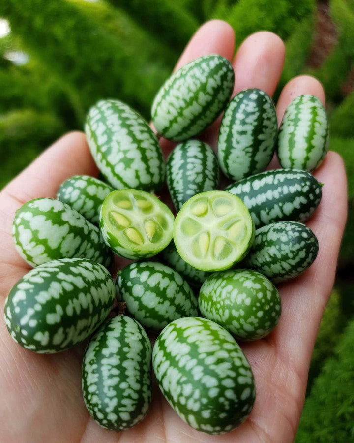 Mexican Mini Cucumber Seeds (Cucamelon) – Heirloom, Non-GMO, High Germination Organic Garden Seeds