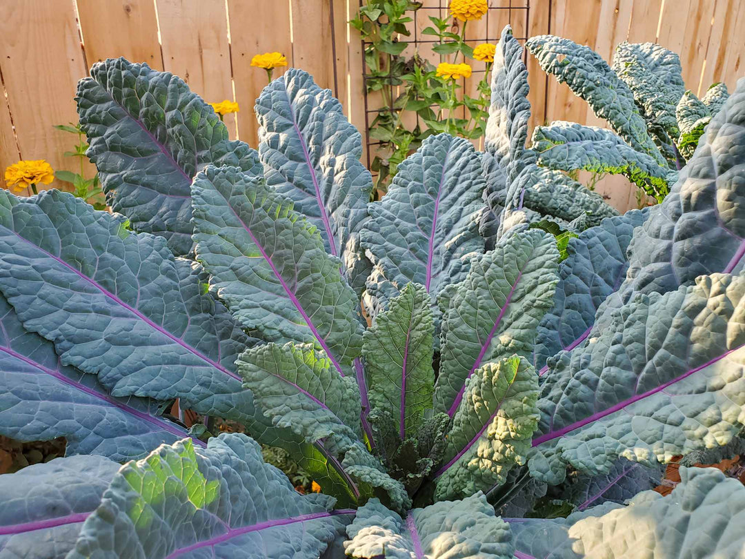Dazzling Kale herb seeds