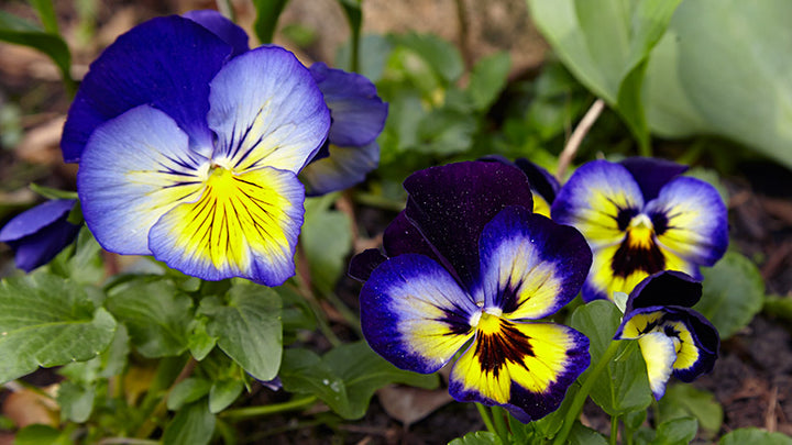 Violet Yellow Pansy Flower Seeds – Heirloom, Non-GMO, High Germination Seeds