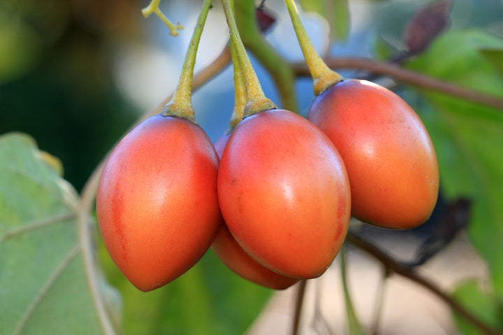 Tamarillo Fruit Seeds for Planting – Heirloom Non-GMO, High Germination Organic Garden Seeds