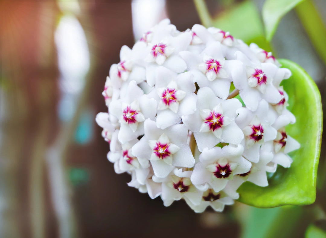 White Pink Hoya Carnosa Flower Seeds Heirloom Non-GMO High Germination Organic Garden Seeds for Planting