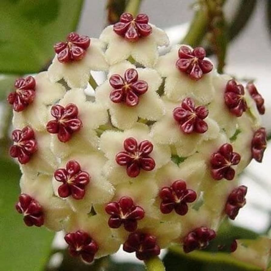 hoya carnosa flower seeds