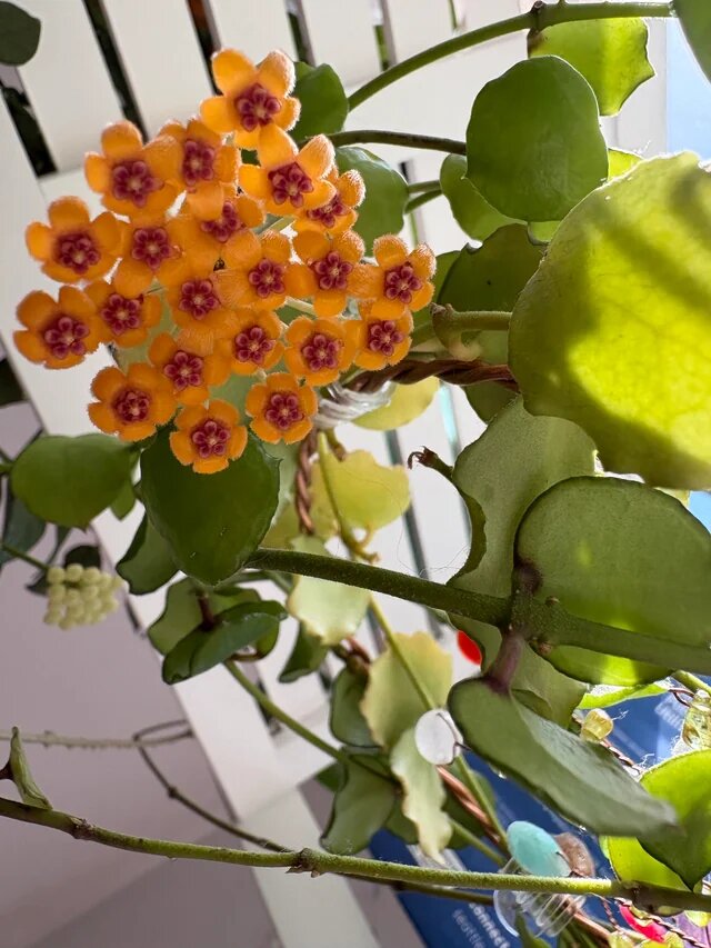 Orange Hoya Kerrii Flower Seeds – Heirloom, Non-GMO, High Germination Seeds