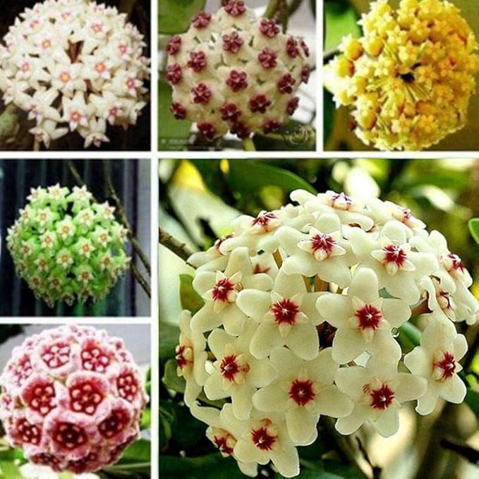 hoya hoya flower seeds