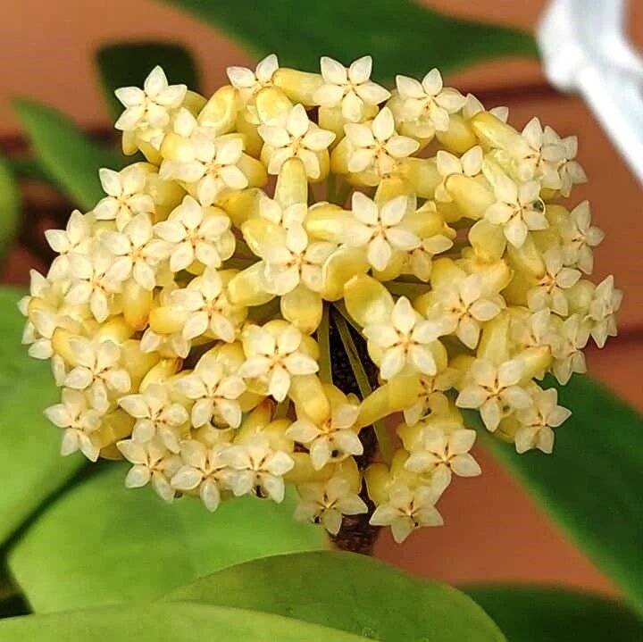 Giant Hoya Carnosa Flower Seeds Yellow – Heirloom Non-GMO High Germination Seeds