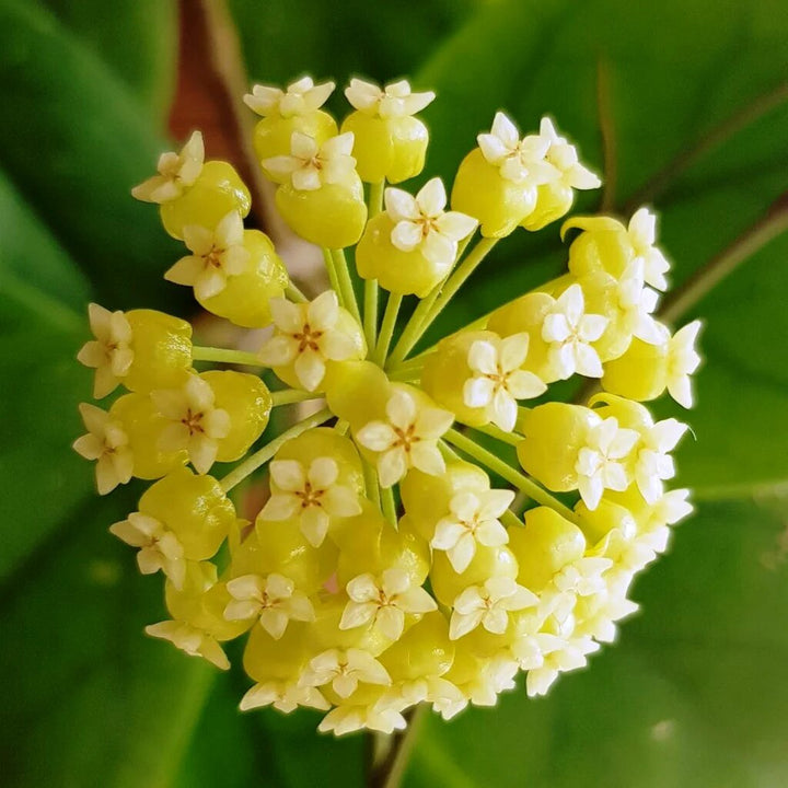 Giant Hoya Carnosa Flower Seeds Yellow – Heirloom Non-GMO High Germination Seeds