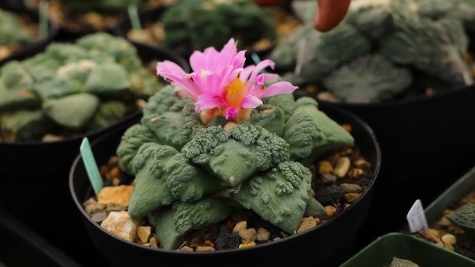 Ariocarpus Flower Seeds for Planting – Heirloom Non-GMO High Germination Organic Seeds