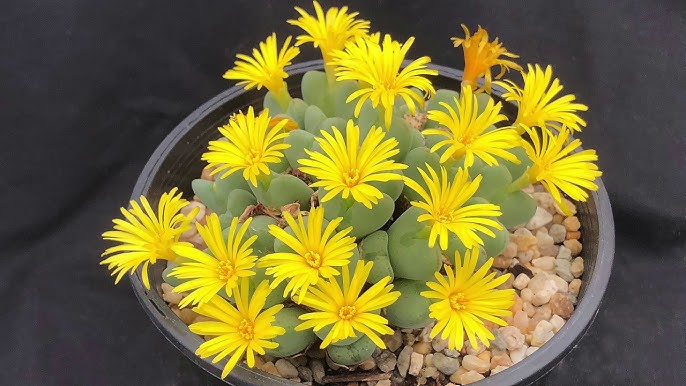 Conophytum Flower Seeds Yellow for Planting – Heirloom Non-GMO High Germination Seeds