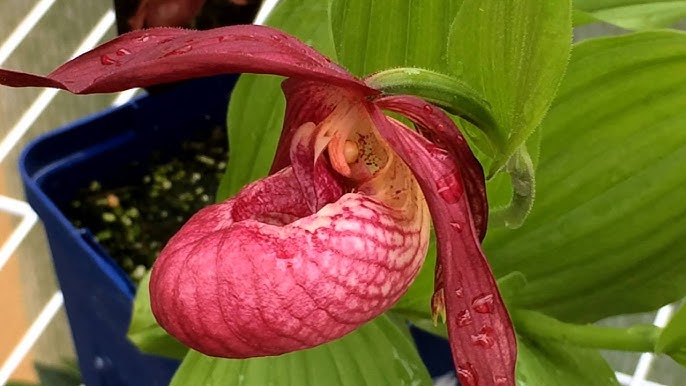 Red Cypripedium Flower Seeds for Planting – Heirloom Non-GMO High Germination Seeds