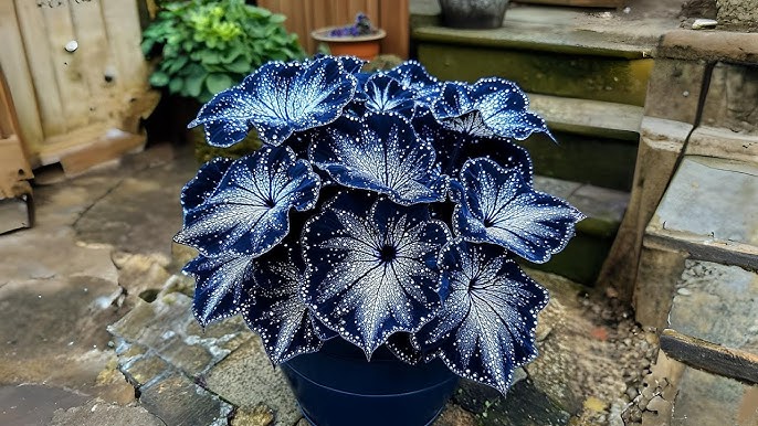 Moonlight Butterfly Begonia Flower Seeds – Dark Blue &amp; White Seeds for Planting