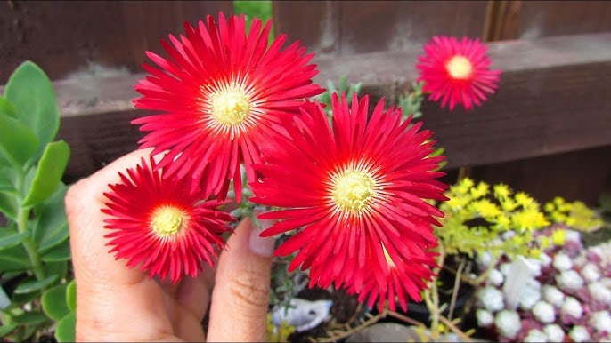 Semillas de Flores Lampranthus Rojas – Variedad Tradicional, No Modificadas Genéticamente, Alta Germinación