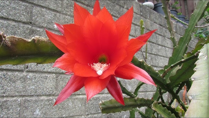 Red Epiphyllum Oxypetalum Flower Seeds – Heirloom Non-GMO High Germination