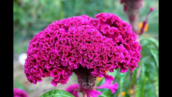 Cockscomb Flower Seeds Pink – Heirloom Non-GMO High Germination Organic Seeds