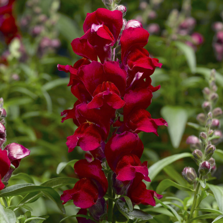 Red Antirrhinum Flower Seeds – Heirloom, Non-GMO, High Germination Seeds