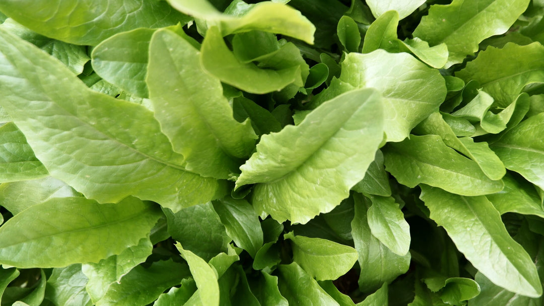 Large Leaf Sorrel (Rumex acetosa) Herb Seeds – Heirloom, Non-GMO, High Germination Organic Garden Seeds for Planting Flavorful Greens